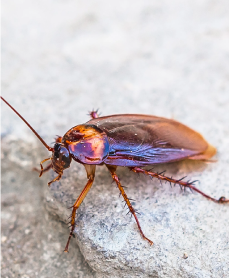 CONTROL DE TODO TIPO DE INSECTOS RASTREROS