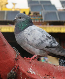 CONTROL DE AVES Y MURCIÉLAGOS