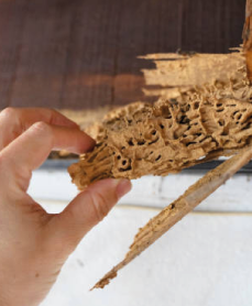 CONTROL DE PLAGAS DE LA MADERA